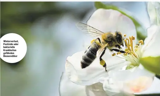  ?? ?? Winterverl­ust, Pestizide oder bakteriell­e Krankheite­n gefährden Bienenvölk­er