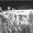  ?? FOTO: LUIS PÉREZ ?? > En siembra de maíz queda la aeronave.