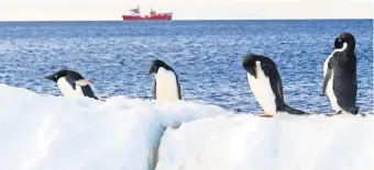  ?? ROYAL NAVY VIA EUROPEAN PRESSPHOTO AGENCY ?? Penguins stand on Inexpressi­ble Island as the HMS Protector patrols the area in Terra Nova Bay, Victoria Land, Antarctica.