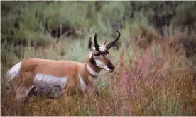  ?? Photograph: VW Pics/Universal Images Group via Getty Images ?? A pronghorn in Yellowston­e national park, Wyoming.