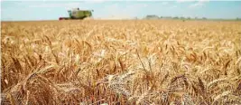  ?? EFE ?? La semana se cerró en Chicago con un recorte del 7% en el precio del trigo