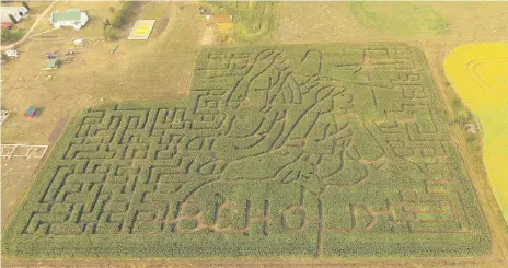  ??  ?? The corn maze at Youth Farm Bible Camp, near Rosthern. The theme for 2018 is “Behold,” a word often associated with the birth of Christ.