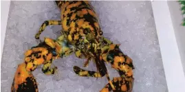  ?? COURTESY PHOTO/OCEAN CITY SEAFOOD ?? A rare “calico” lobster named Eve remains in a special tank at Ocean City Seafood until it’s expected to be relocated to an aquarium.