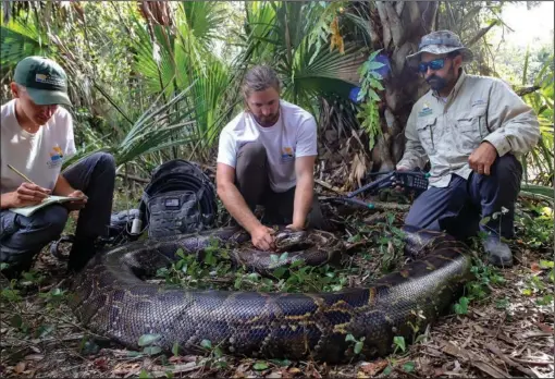  ?? (AP/Conservanc­y of Southwest Florida) ?? This December photo shows biologists Ian Bartoszek (from right) and Ian Easterling with intern Kyle Findley and a 17.7-foot, 215-pound female Burmese python captured by tracking a male scout snake in Florida’s Picayune Strand State Forest.