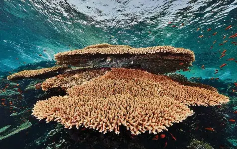  ?? (GUILHEM BANC-PRAND/EPFL ?? Les récifs de corail de la mer Rouge ont la particular­ité unique de résister au réchauffem­ent de la températur­e de l’eau.