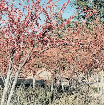  ?? NEIL SPERRY
Special to the Star-Telegram ?? A Warren’s Red possumhaw holly trained tree form. Warren’s Red was introduced by an old Oklahoma City nursery decades ago.
