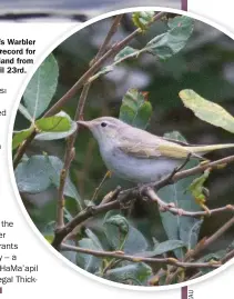  ??  ?? This Eastern Bonelli’s Warbler was a smart second record for France, on Hoëdic Island from 15th until 23rd.