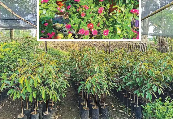  ??  ?? In choosing the type of plants to grow, make sure that the varieties are in-demand. A profitable nursery makes its money by selling large quantities of familiar, hardy, easy-to-grow plants.