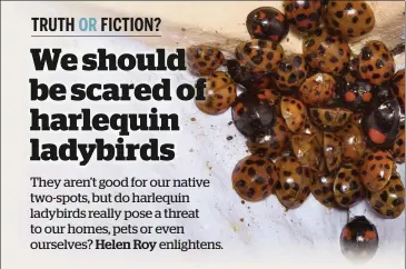  ??  ?? Harlequin ladybirds may be the innocent victims of recent scare stories in the media.