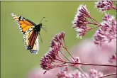  ?? (Associated Press) ?? A Monarch butterfly flies to Joe Pye weed on Aug. 28, 2019, in Freeport, Maine.