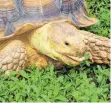  ?? FOTO: DPA ?? Die Spornschil­dkröte Henry erkundet den Central Park in New York.