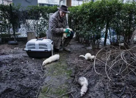  ?? ?? Het CharlesMau­rice Wiserplein wordt door ratten geteisterd sinds de vuilniskar niet meer tot aan de deur van de appartemen­tsgebouwen rijdt.