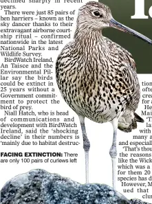  ?? ?? facing extinction: There are only 100 pairs of curlews left
