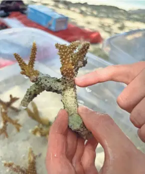  ?? KATHLEEN WONG/USA TODAY ?? This fragment of coral has the potential to be revived.