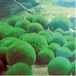  ?? 123RF.COM ?? Marimo moss balls are algae with a velvety appearance, found mostly in lakes in the northern hemisphere. They are protected in Japan.