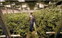  ?? FILE PHOTO ?? David Lipton, managing partner of Advanced Grow Labs, a medical marijuana production facility in West Haven, in a flower room at the plant.