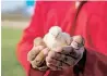  ?? ?? A MILLION day-old chicks hatched at Northroost have already been distribute­d to the poultry producers of Limpopo. l PETER NDELE