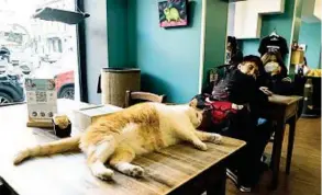  ?? (foto di Stefano De Grandis
Ansa/Fotogramma) ?? Scatti dal Crazy Cat Café di Milano. A destra sdraiato c’è Elton John. Nelle altre foto, dall’alto a sinistra in senso orario: la proprietar­ia del locale, Alba Galtieri, con in braccio Blondie; Elvis; Mina tra i clienti; David Bowie