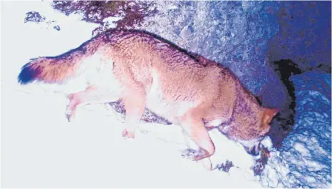  ?? FOTO: FVA FREIBURG ?? Ein Wolf ist am 17. Februar um 1.33 Uhr nachts im Donautal in eine Fotofalle getappt – dabei ist dieses Bild entstanden. Ob sich das Tier noch in der Region aufhält, ist unklar.