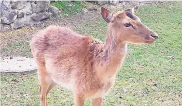  ??  ?? Wenn ein Hirsch zwei bis drei Herzli frisst, kann das für das Tier tödlich sein.