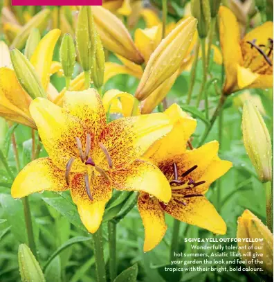  ??  ?? Wonderfull­y tolerant of our hot summers, Asiatic lilies will give your garden the look and feel of the tropics with their bright, bold colours.