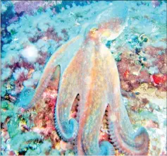  ??  ?? Octopuses can quickly change colour according to background and environmen­tal conditions.