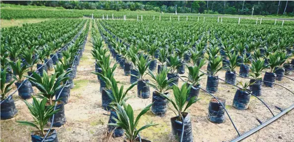  ??  ?? Valued asset: Seedlings at an IJM Plantation­s estate. IJM Plantation­s is said to be a takeover target of the big boys of the industry, namely, IOI Corp Bhd, Hap Seng Plantation­s Holdings Bhd and KLK.