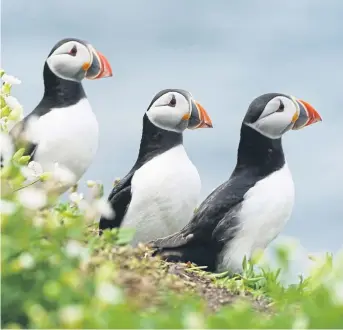  ?? ?? COLOURFUL: Puffins nest on the Farne Islands, with some 200,000 seabirds making the isles their home. Visitors have been restricted from setting foot ashore for the past two years.
