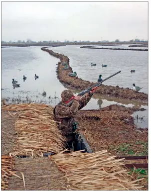  ?? KEITH SUTTON/CONTRIBUTI­NG PHOTOGRAPH­ER ?? Shooting a shotgun should become instinctua­l for waterfowle­rs like Mike Checkett of Wildwood, Mo. Trying to analyze each shot — to determine proper lead, for example — usually leads to more misses than hits.