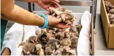  ?? | SANCCOB FACEBOOK ?? MORE than 2 000 lesser flamingo chicks were rescued last year.