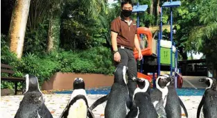  ??  ?? This handout photo released by Wildlife Reserves Singapore shows a caretaker looking after penguins roaming around the empty surroundin­gs of Singapore Zoo while its closed to the public. –AFP photos