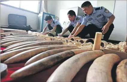  ?? Photo: Niu Shupei/Imaginechi­na ?? Supply and demand: Chinese police officers examine ivory and rhino horn products seized after breaking up a criminal ring in Xuchang city, central China’s Henan province on September 12.