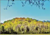  ?? CHARLES SEABROOK FOR THE AJC ?? A forest in North Georgia’s Dade County is leafing out. Georgia encompasse­s some 24 million acres of forestland. Thursday is the U.N.-backed Internatio­nal Day of Forests.