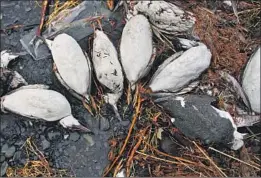  ?? Mark Thiessen Associated Press ?? DEAD COMMON MURRES on a beach in Whittier, Alaska. A new research paper concluded that a warm ocean ‘blob’ disrupted the birds’ ecosystem.