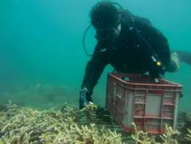  ?? CONTRIBUTE­D PHOTO ?? COLLECTING CORAL FRAGMENTS A diver-environmen­talist collects coral fragments around the Subic Bay area that are later attached to a coral nursery unit to help damaged coral reefs recover and regenerate.