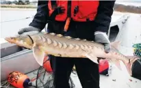  ?? AP PHOTO/ROBERT F. BUKATY ?? A researcher holds an endangered shortnose sturgeon caught in a net in the Saco River in Biddeford, Maine, on April 25. The fish was measured and tagged before being released by students at the University of New England.