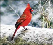  ?? COURTESY OF CHARLES SEABROOK ?? The northern cardinal, like the male shown here, will be one of the most common birds seen in Georgia during the upcoming Great Backyard Bird Count, which will begin next Friday.