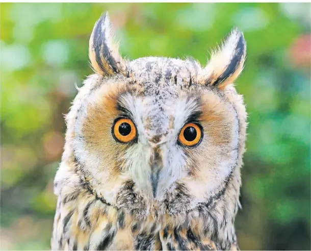  ?? FOTO: INGO OTTO ?? Greifvögel sind fasziniere­nde Wesen: Falkner Ralph Grieblinge­r will den Menschen diese Tiere näher bringen.