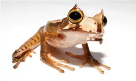  ??  ?? The horned marsupial frog. Photograph: Brian Gratwicke/Wikipedia