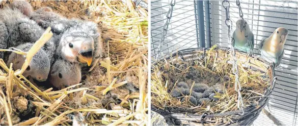  ?? FOTOS: CONSTANZE WAGNER ?? Vor rund einer Woche sind vier Agapornide­n im Tierheim Dreherhof geschlüpft. Sie sind der ganze Stolz der Eltern.