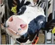  ?? Foto: Stratensch­ulte, dpa ?? Vor einem Neu Ulmer Gericht ging es um tatsächlic­h und beinahe verschwund­ene Kühe.