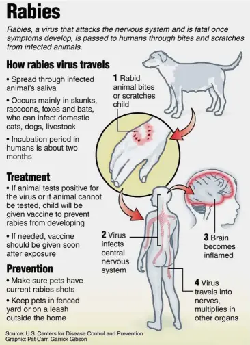 What do you know about rabies? - PressReader