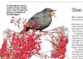  ??  ?? A blackbird enjoys a berry from rowan tree, one of species being rewilded at Dundreggan