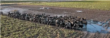  ??  ?? Last year images of cows in mud caused outrage, highlighti­ng poor grazing practices by some farmers.