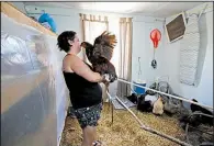  ?? AP/ALEX BRANDON ?? are positioned Wednesday at a parking lot outside Charlotte Motor Speedway in Concord, N.C., before being moved to Wilmington, N.C., to respond to power interrupti­ons from Hurricane Florence. Grace Hoss watches over chickens inside a neighbor’s home in Chesapeake, Va., where they fashioned a temporary shelter for their combined flock.