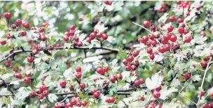  ??  ?? ●● Hawthorn bushes are a hive of ac tivity as winter approaches