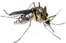  ?? Foto: Lander, dpa ?? Auch wenn Insekten stark abnehmen, sind Mücken in diesem Jahr noch spät unterwegs.