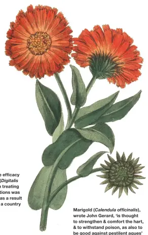  ??  ?? Marigold (Calendula officinali­s), wrote John Gerard, ‘is thought to strengthen & comfort the hart, & to withstand poison, as also to be good against pestilent agues’