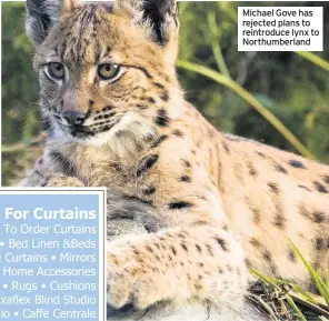  ??  ?? Michael Gove has rejected plans to reintroduc­e lynx to Northumber­land