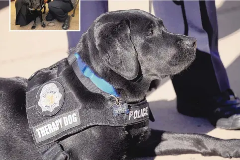  ?? DAVID ZALUBOWSKI/ASSOCIATED PRESS ?? TOP: Shelby, a 15-month-old black English Labrador retriever, poses for a photograph after being sworn in to the Denver Police Department by Denver County Court Judge Renee Goble as the dog’s handler, Denver Police Department Community Resource Officer Teresa Gillian, looks on following a ceremony on Nov. 4. ABOVE: Shelby sports her “therapy dog” gear as part of the Denver Police Department.